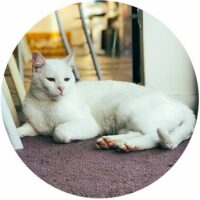 Navoti-Chat-asst -calin